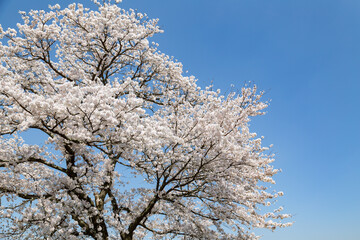 日本の桜