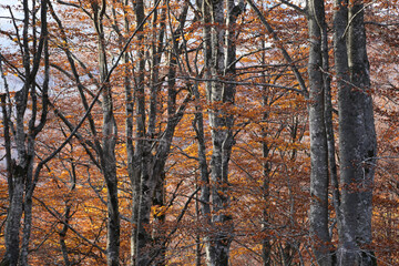 Obraz premium forest in autumn