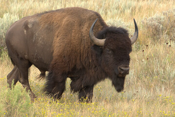 American bison, bison bull portrait in rut