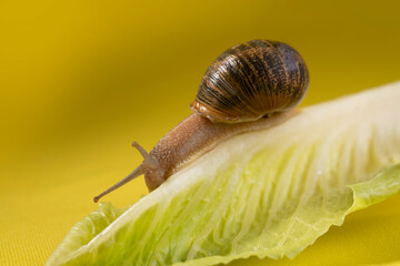snail with broken shell, running through a lettuce

