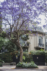 Obraz premium Jacarandá