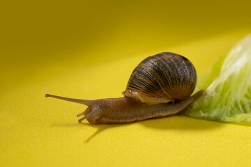 snail with broken shell, running through a lettuce

