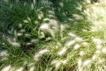Green grass on the field background