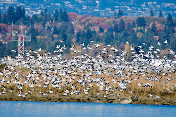 Fototapeta na wymiar Big flock of Snow geese flying in the air. Richmond BC Canada 