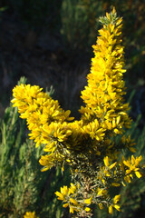 Wildflower (Ulex argenteus)