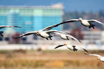 ハクガンの群れが空を飛ぶ様子　　リッチモンド　ブリティッシュコロンビア　カナダ
