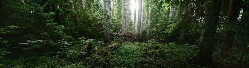 Pathway through the dark evergreen forest. Mighty pine, spruce, fir trees. Moss, fern, plants, tree...
