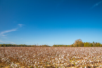 Cotton farm in rural Georgia during the Fall