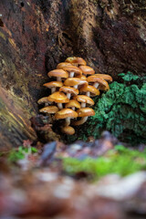 Kuehneromyces mutabilis (sheathed woodtuft) growing on a tree stump