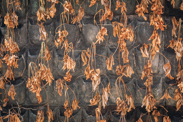 Withered autumn orange leaves against a dark brick wall, background