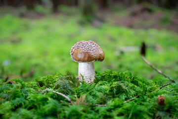 Amanita excelsa var. spissa (Grey Spotted Amanita) mushroom growing in the woods