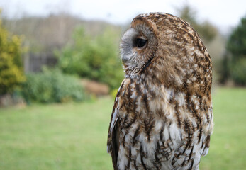 A perfectly posed brown tawny owl (strix aluco)