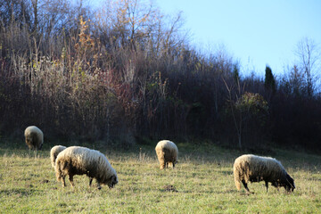 Naklejka premium herd of sheep