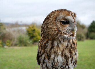 A perfectly posed brown tawny owl (strix aluco)