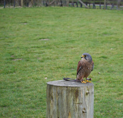 A pretty and small brown kestrel (falco tinnunculus) perched on a log, a tether around its leg from a falconry display
