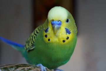 Fototapeta premium Yellow-green budgie sitting on a branch. Indoors. Close up.