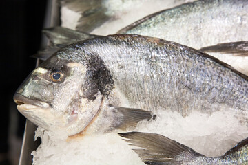 Close up fresh fish on ice.