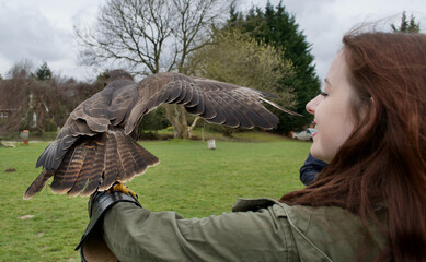 A lady with long brown hair holding a Harris's Hawk (parabuteo unicinctus) on a falconer's glove