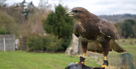 a Harris's Hawk (parabuteo unicinctus) posed before the camera as part of a falconry display
