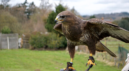 a Harris's Hawk (parabuteo unicinctus) posed before the camera, flapping its wings (mantling) as part of a falconry display