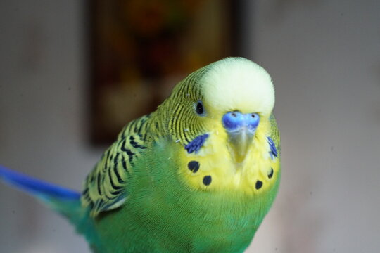 Yellow-green budgie sitting on a branch. Indoors. Close up.