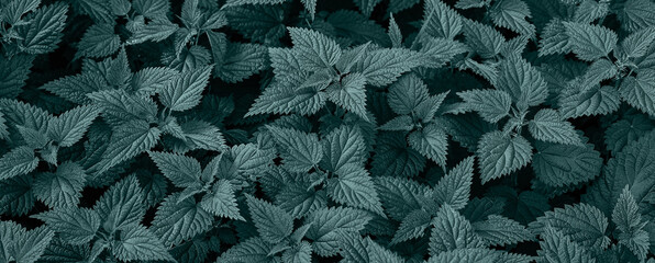 Fresh nettle leaves background colored in tidewater green color. Top view of the thicket of nettles. Medicinal plant. Green leaves background.