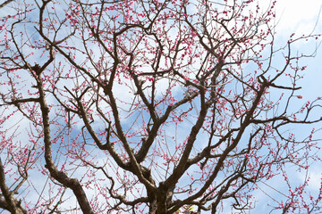 青空を背景にした紅梅の花	