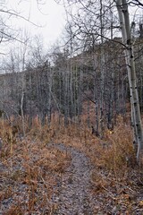 Fototapeta premium Slide Canyon hiking trail fall leaves mountain landscape view, around Y Trail, Provo Peak, Slate Canyon, Rock Canyon, Wasatch Rocky mountain Range, Utah, United States. 