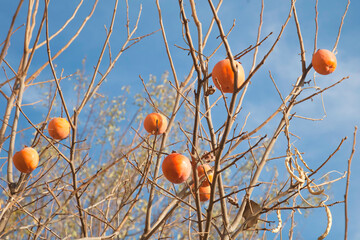 Persimmon tree with fruits. Harvest concept