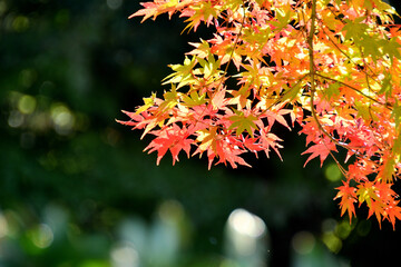 暗い背景に浮かんだ紅葉