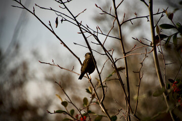 2020-11-27 A SMALL SONG BIRD IN A BARE TREE