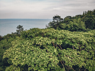Fototapeta na wymiar Aerial view of a tall trees with a lot of green branches and leaves against the backdrop of the vast ocean
