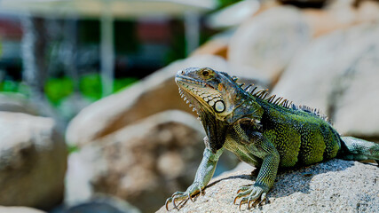 iguana on a rock