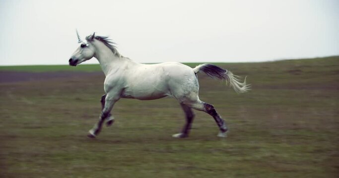 White unicorn is running around in the field, beautiful animal, 4k