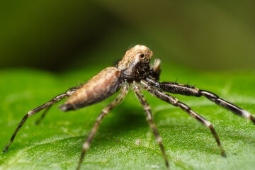 Bronze Jumping Spider (Helpis minitabunda) viewed from behind