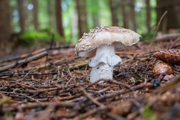 Amanita excelsa var. spissa (Grey Spotted Amanita) mushroom growing in the woods