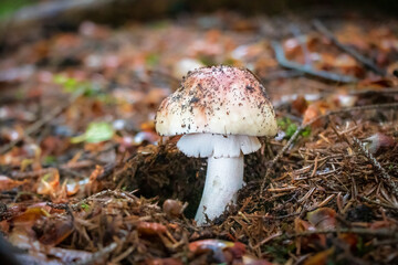 Amanita rubescens (Blusher) mushroom growing in conifer forest
