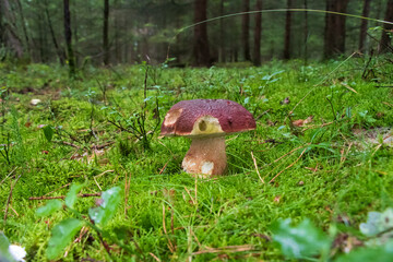Bolete mushroom growing in moss