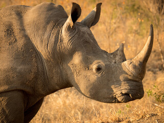 Rhino in Sabi Sabi