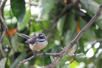 Obraz premium New Zealand native tīwaiwaka (fantail) perched on an orange tree branch