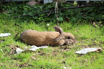 Brown mini lop rabbit resting on the grass