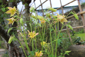 Granny's bonnet in flower, peach and yellow