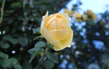 Yellow rose 'Graham Thomas' bred by David Austin