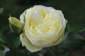 Cream rose and bud