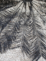 high contrast monochrome shadow of a palm tree on a textured concrete surface in bright sunlight