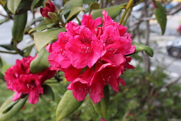 Obraz premium Red rhododendron