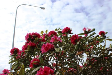 Red rhododendrons and streetlight against cloudy sky