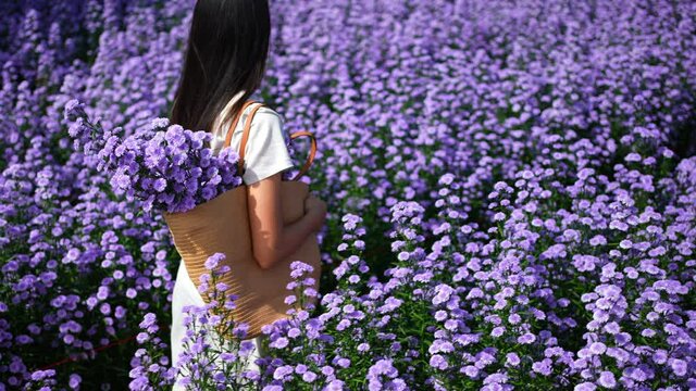 Happy young Asian woman walking in beautiful nature of purple marguerite daisy flowers field in springtime. Pretty girl using hand touching and stroking fresh purple blossom plant in flower garden.