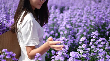 Happy young Asian woman walking in beautiful nature of purple marguerite daisy flowers field in springtime. Pretty girl using hand touching and stroking fresh purple blossom plant in flower garden.
