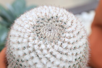 Cactus in the Garden